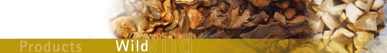 Wild Mushrooms Header